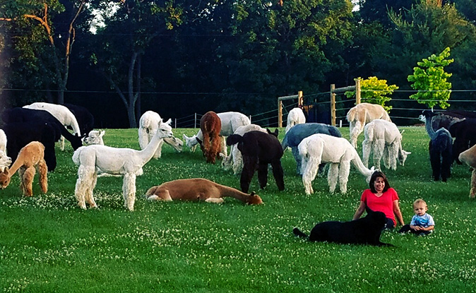 Triple Diamonds Alpaca Ranch