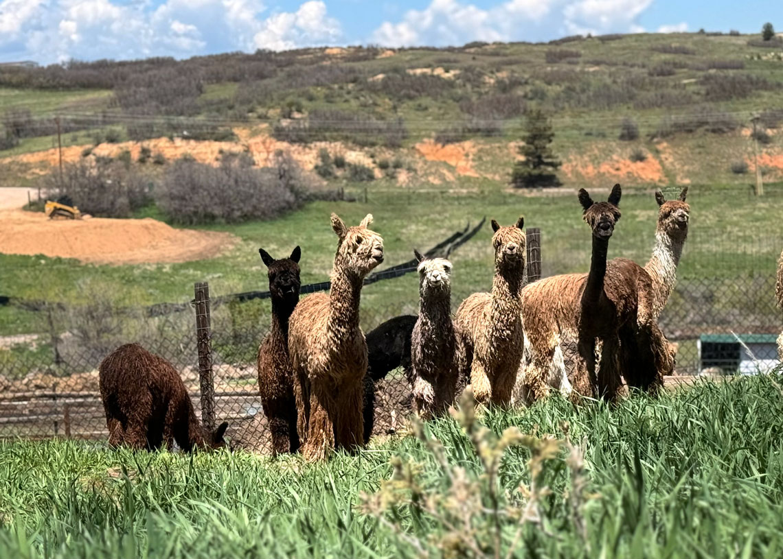 young alpaca suri juveniles enjoying their pasture