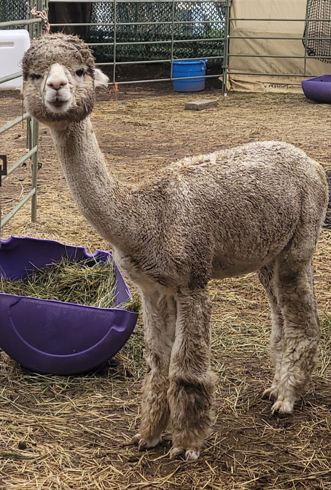 Show this weekend right??