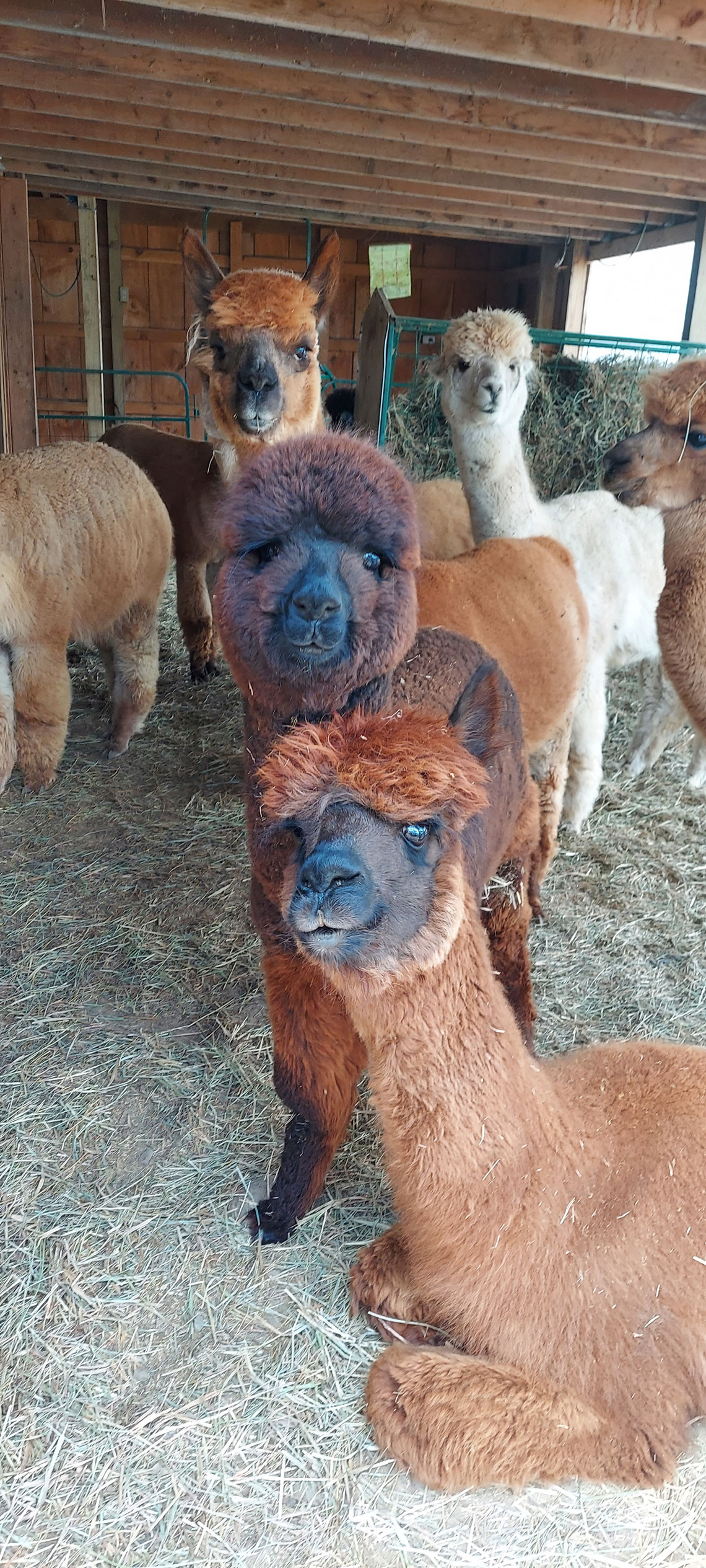 Alpacas outside the barn ready for dinner time!