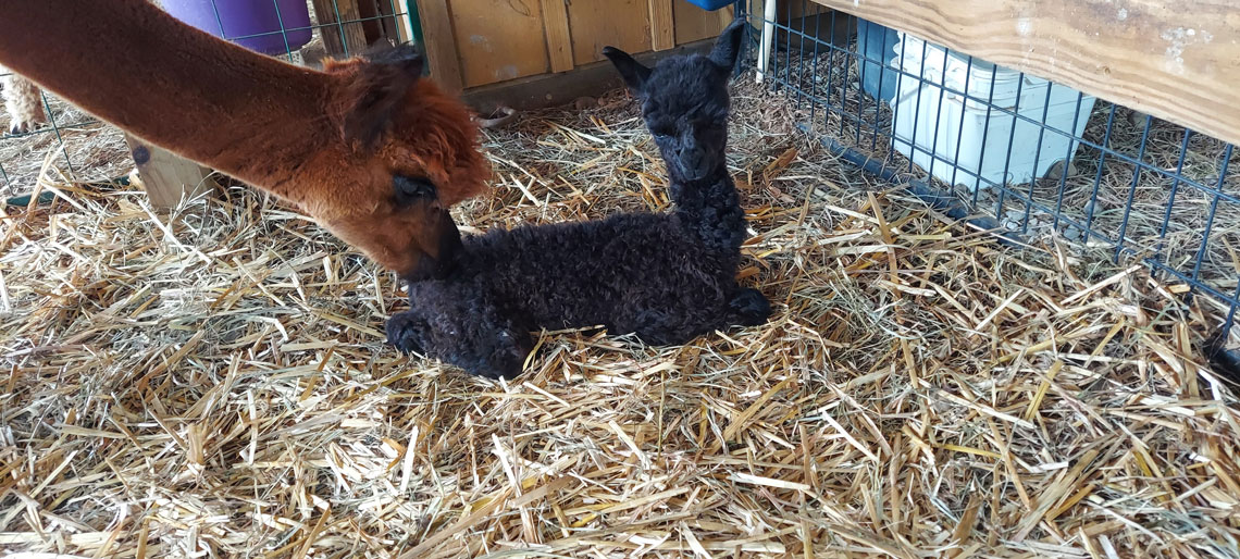 Symphony with her baby, Astoria, summer 2024.