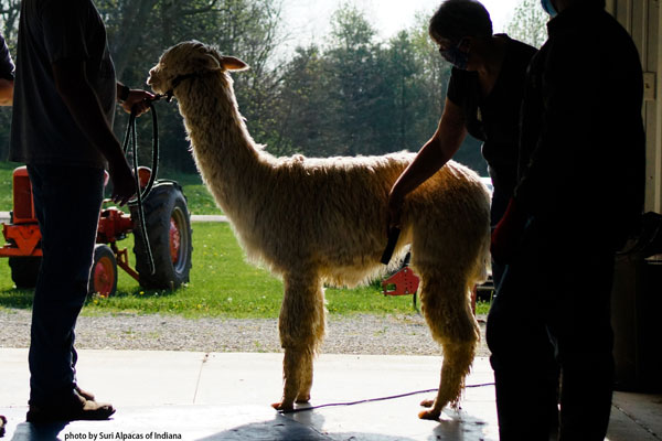 Urgent, Urgent...Emergency