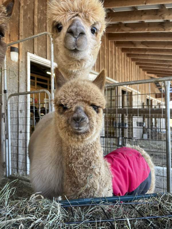 Miss Molly and her Mama