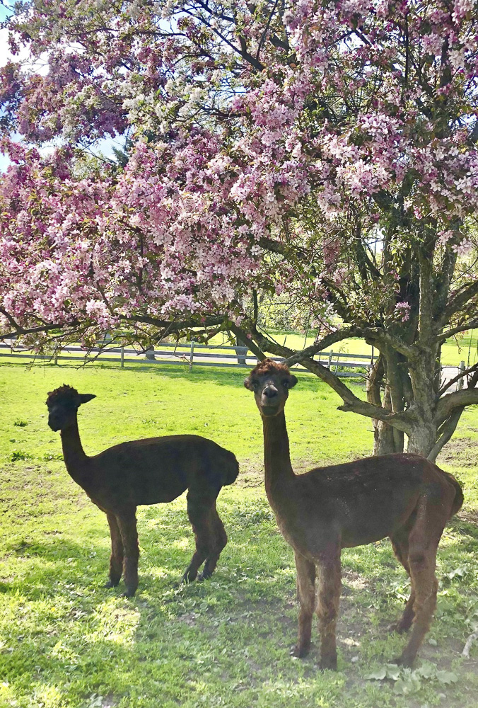 Taking some time to stop and smell the flowers!