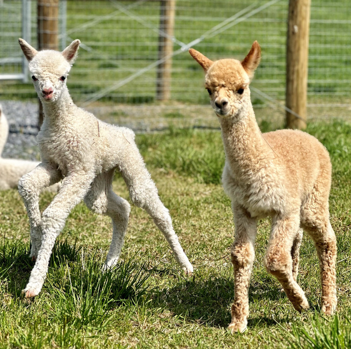 baby alpacas pronking in the pasture