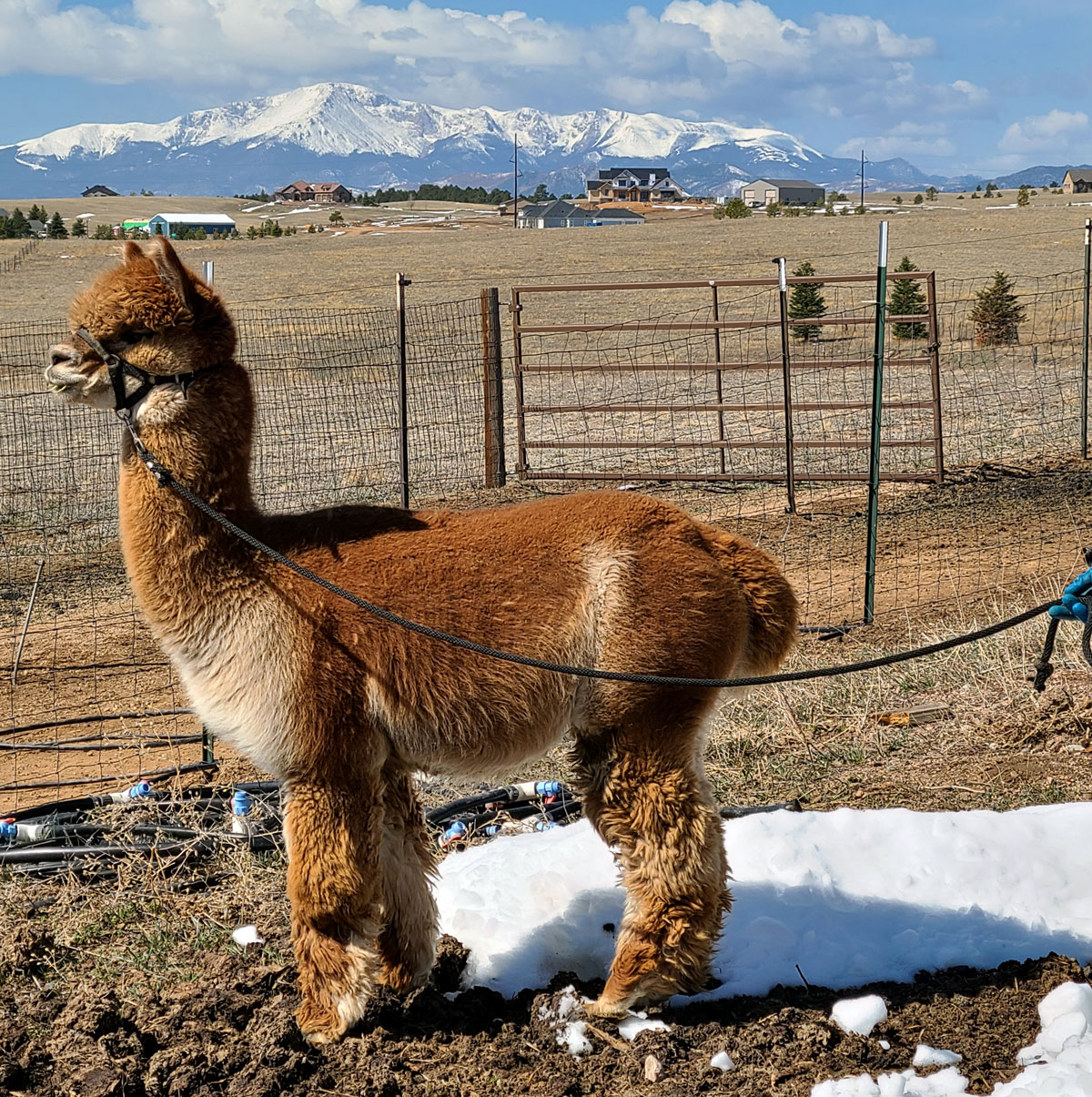 Wild Hair Alpacas Golden Thunder