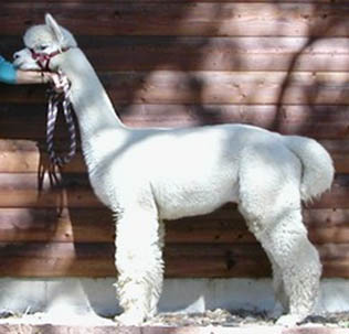 Wild Hair Alpacas Toulouse 2