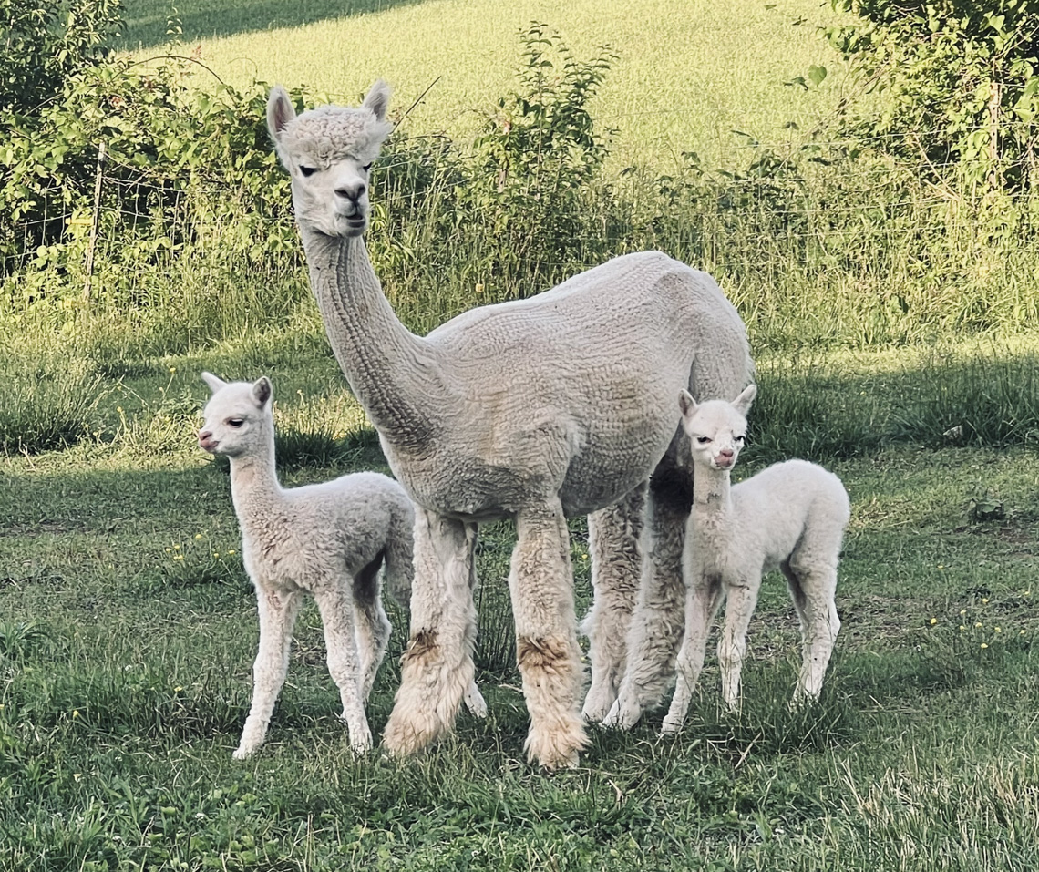 The Queen, the Heir, and the Spare