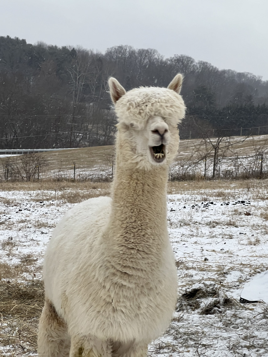 Jingle Bells, Jingle Bells