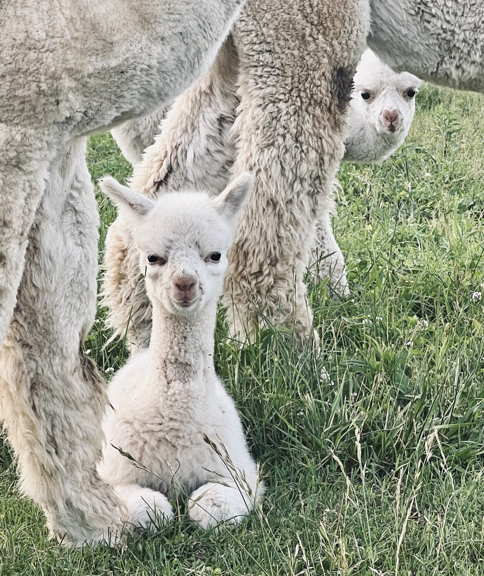 Playing Tricks On My Brother