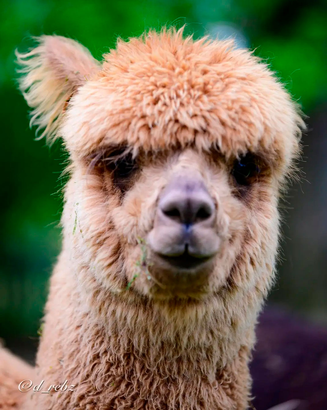 Alpaca Looking at the Camera