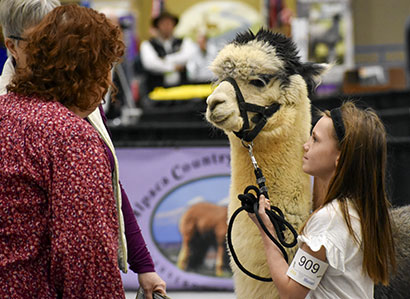 youth showing an alpaca in a halter class