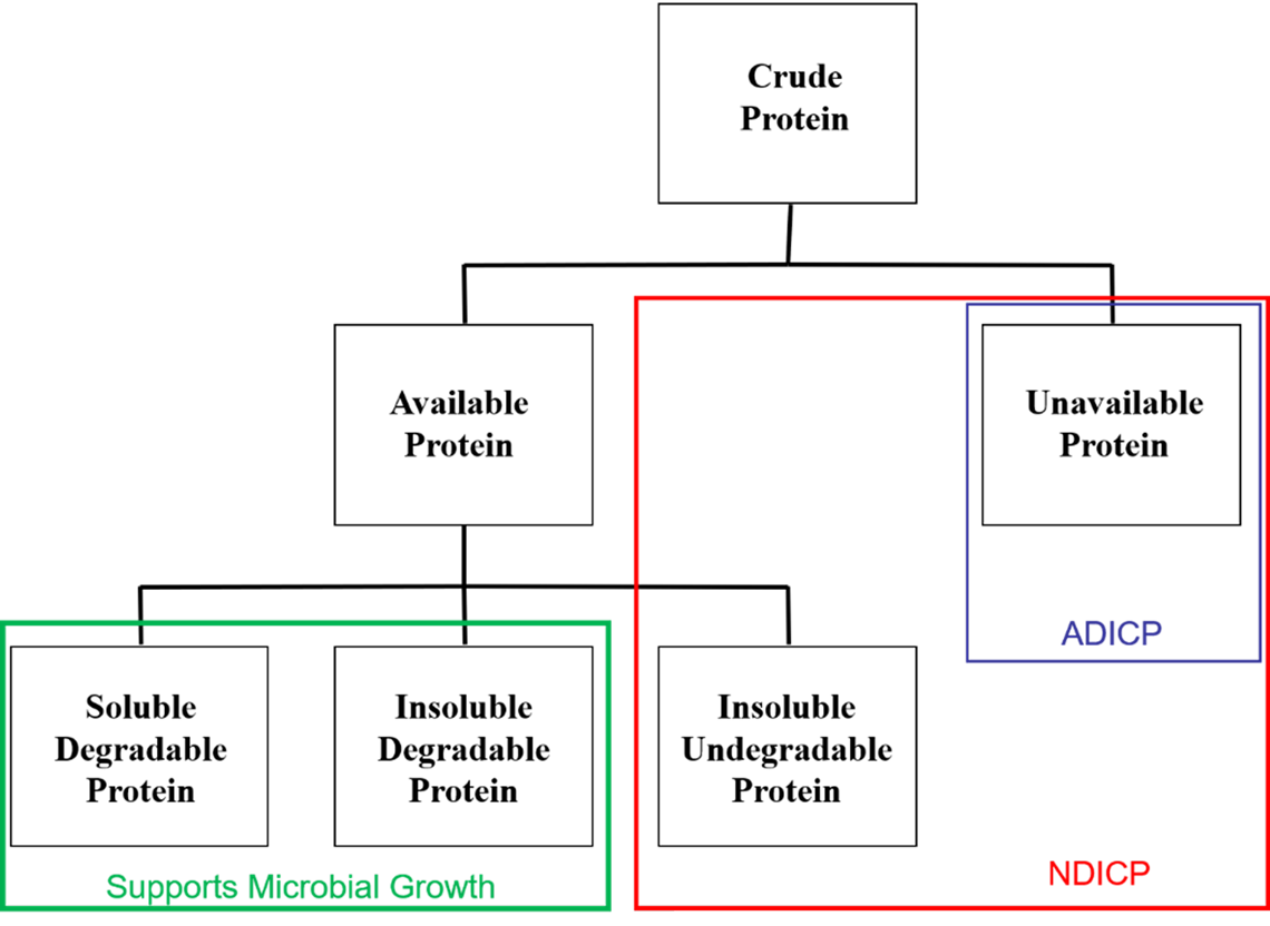 Diagram of crude protein fractionation showing available and unavailable protein fractions for microbes and the host animal.
